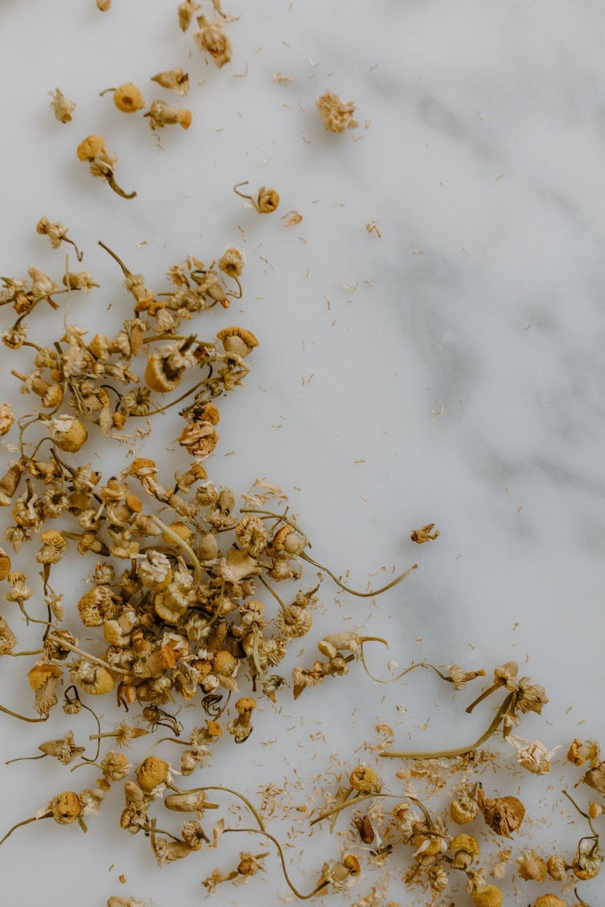 Chamomile The Ancient Herb Revolutionizing Modern Medicine