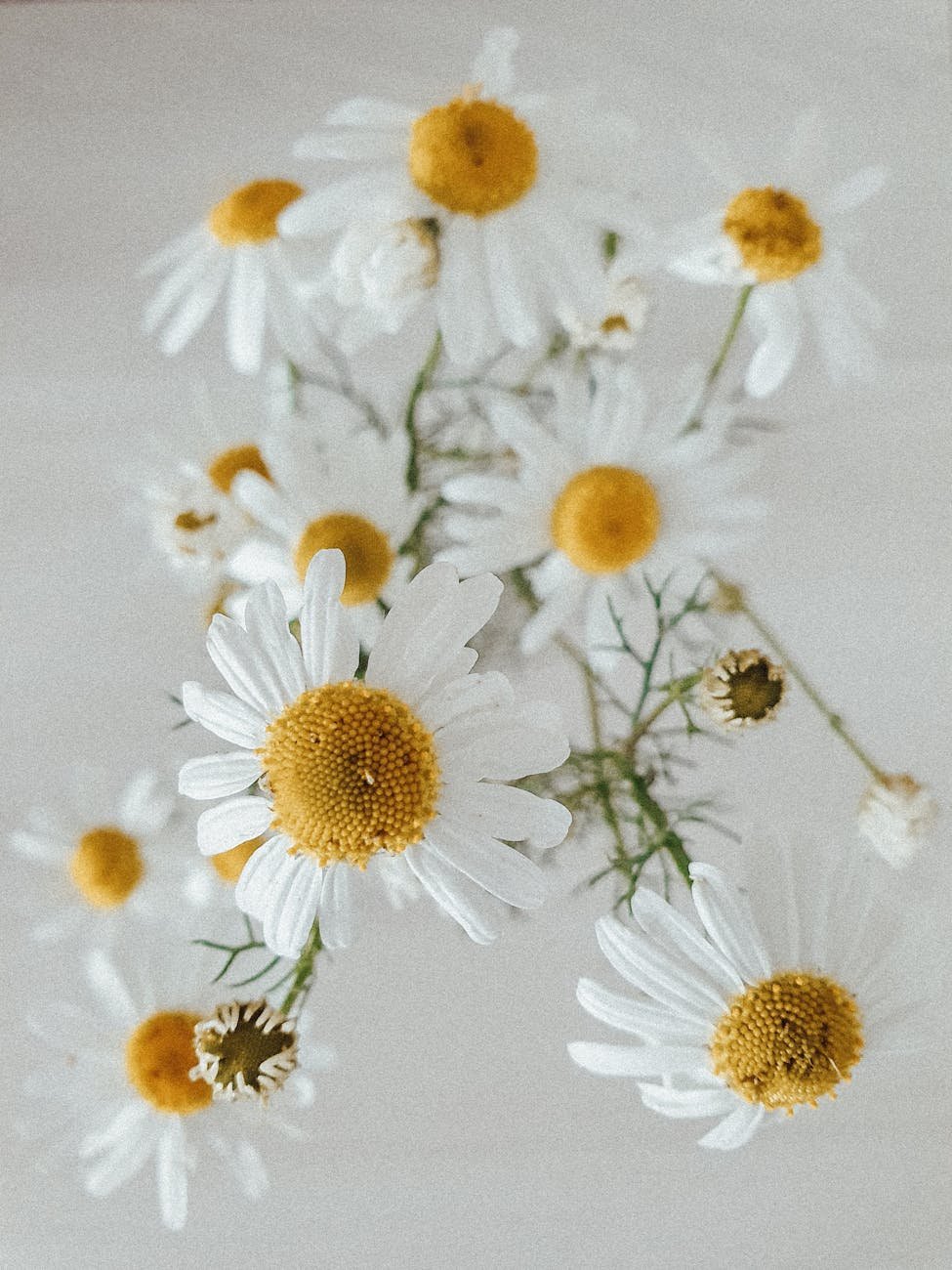 Chamomile The Ancient Herb Revolutionizing Modern Medicine