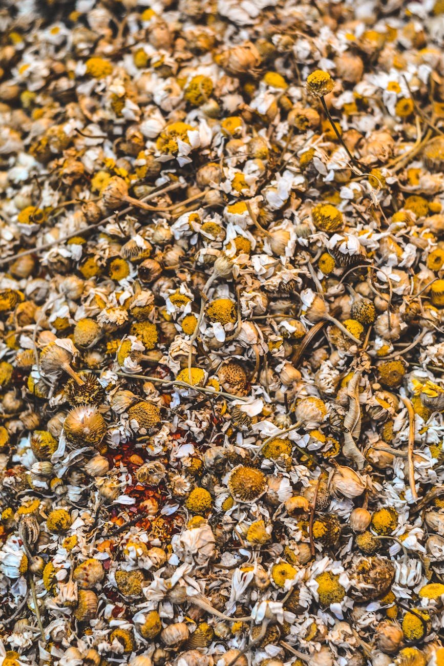 Chamomile The Ancient Herb Revolutionizing Modern Medicine