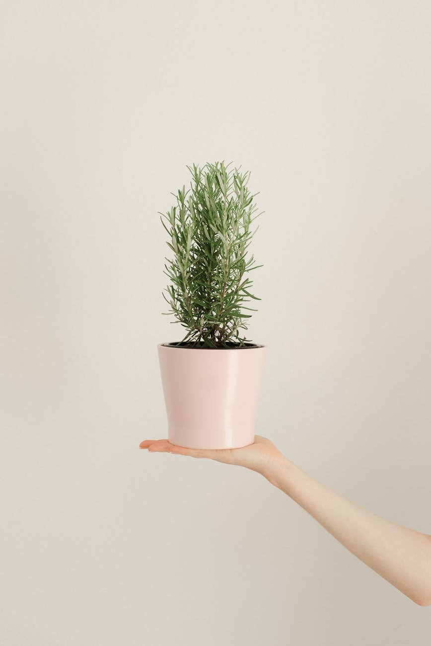 The Ancient Herb That Sharpens Your Mind