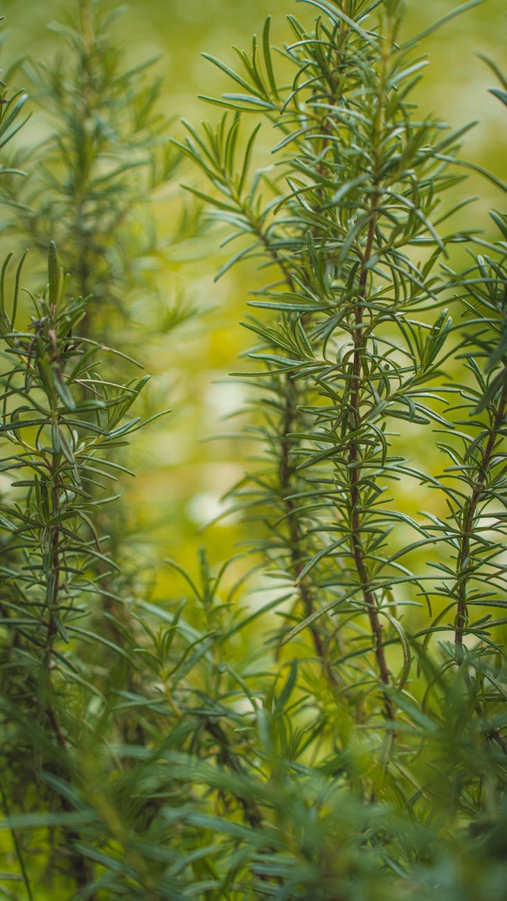 The Ancient Herb That Sharpens Your Mind