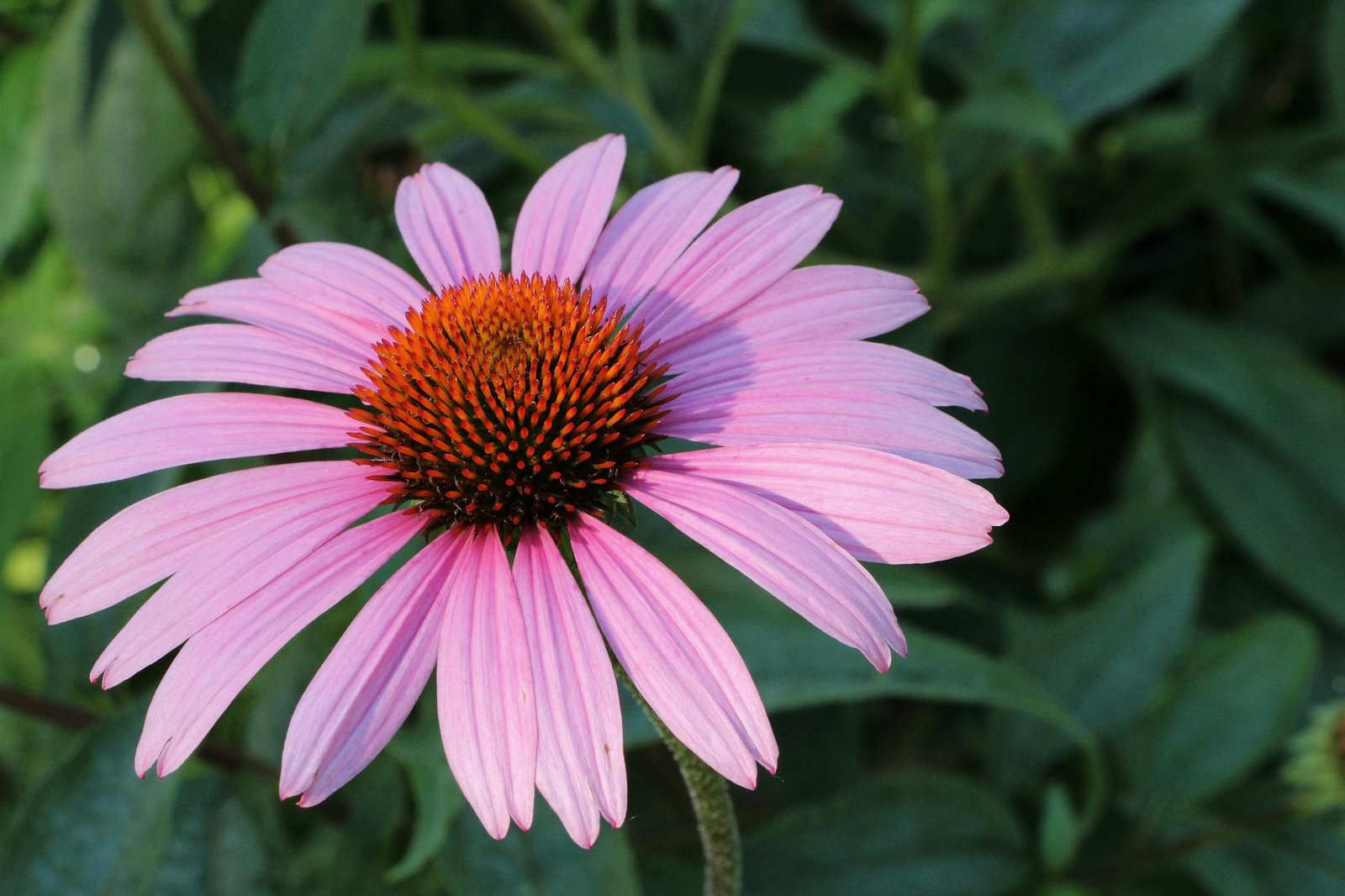 Echinacea The Forgotten Herb Strengthening Human Immunity Naturally