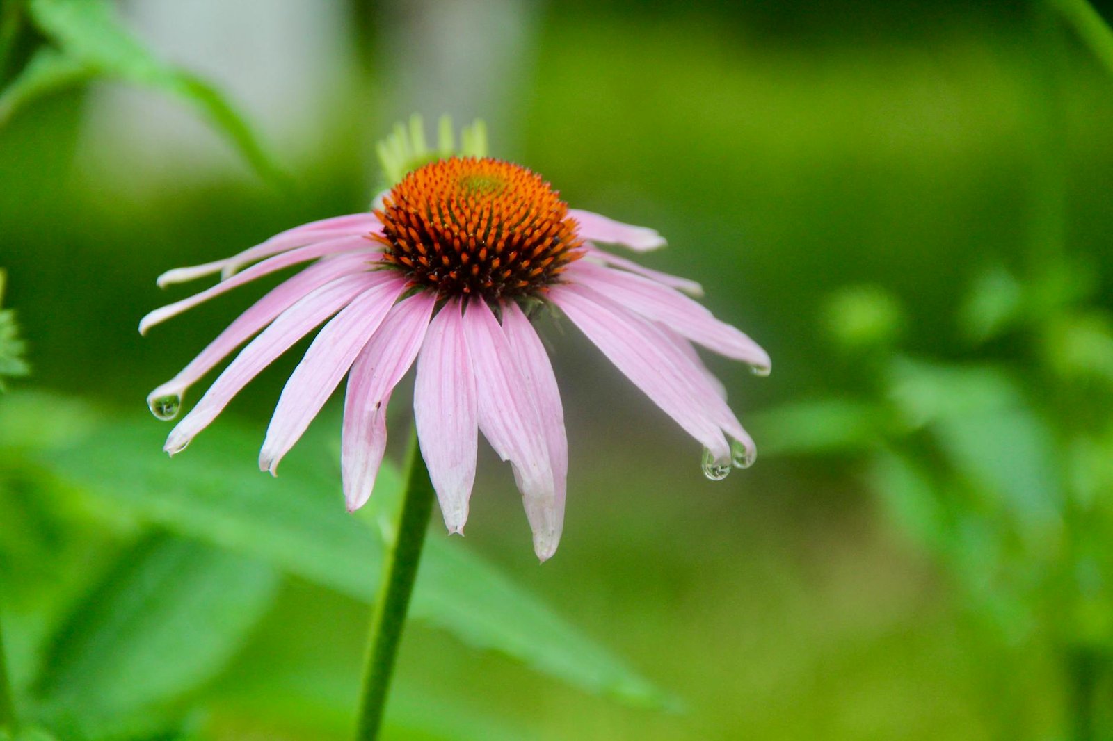 Echinacea The Forgotten Herb Strengthening Human Immunity Naturally