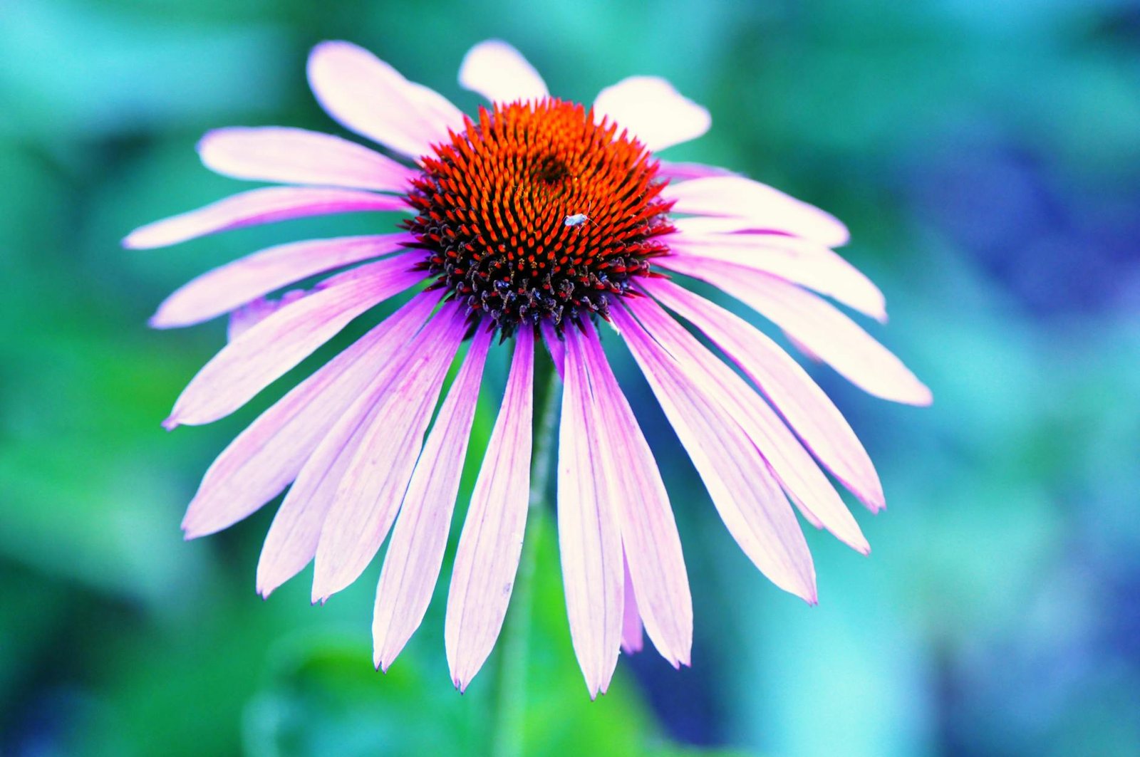 Echinacea The Forgotten Herb Strengthening Human Immunity Naturally