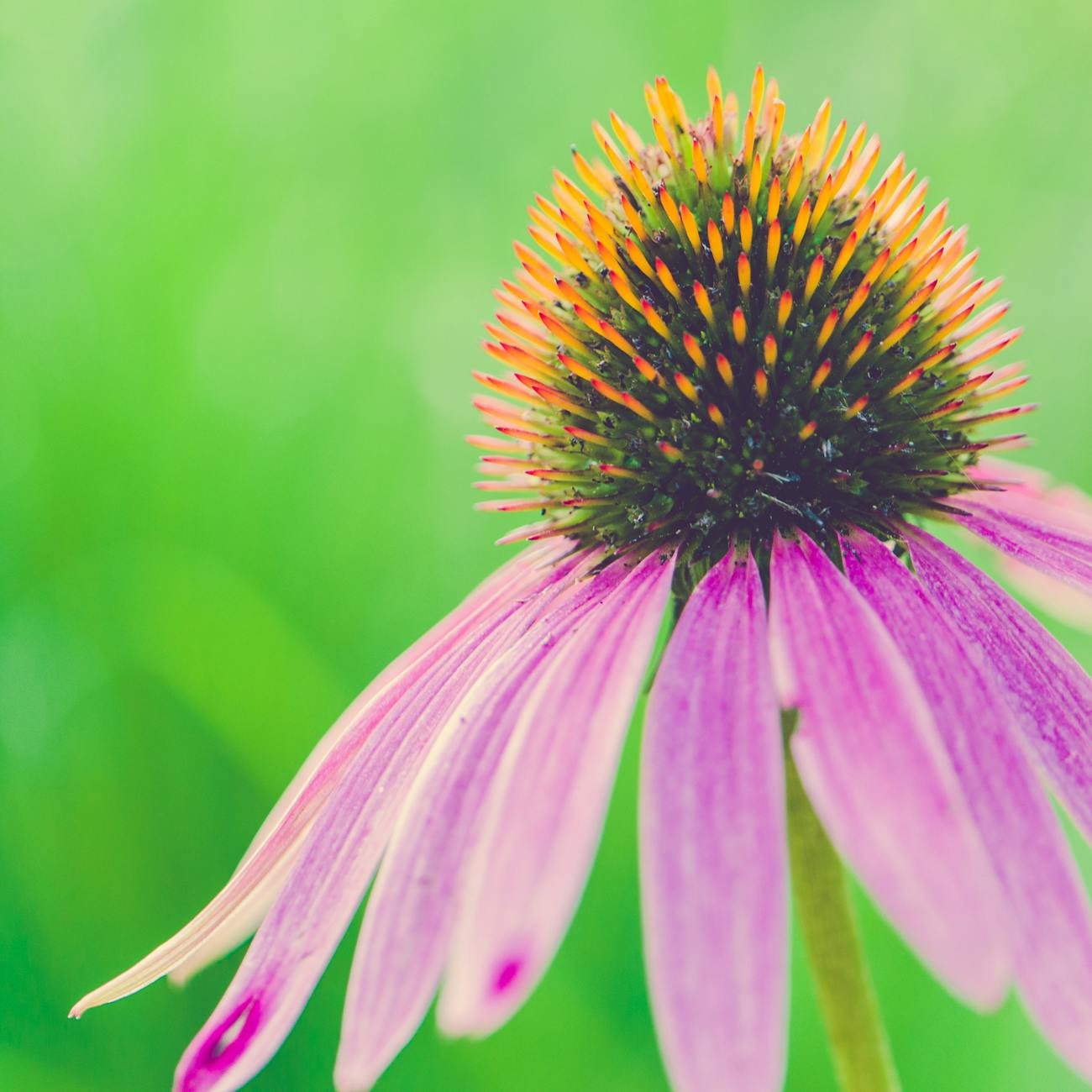 Echinacea The Forgotten Herb Strengthening Human Immunity Naturally