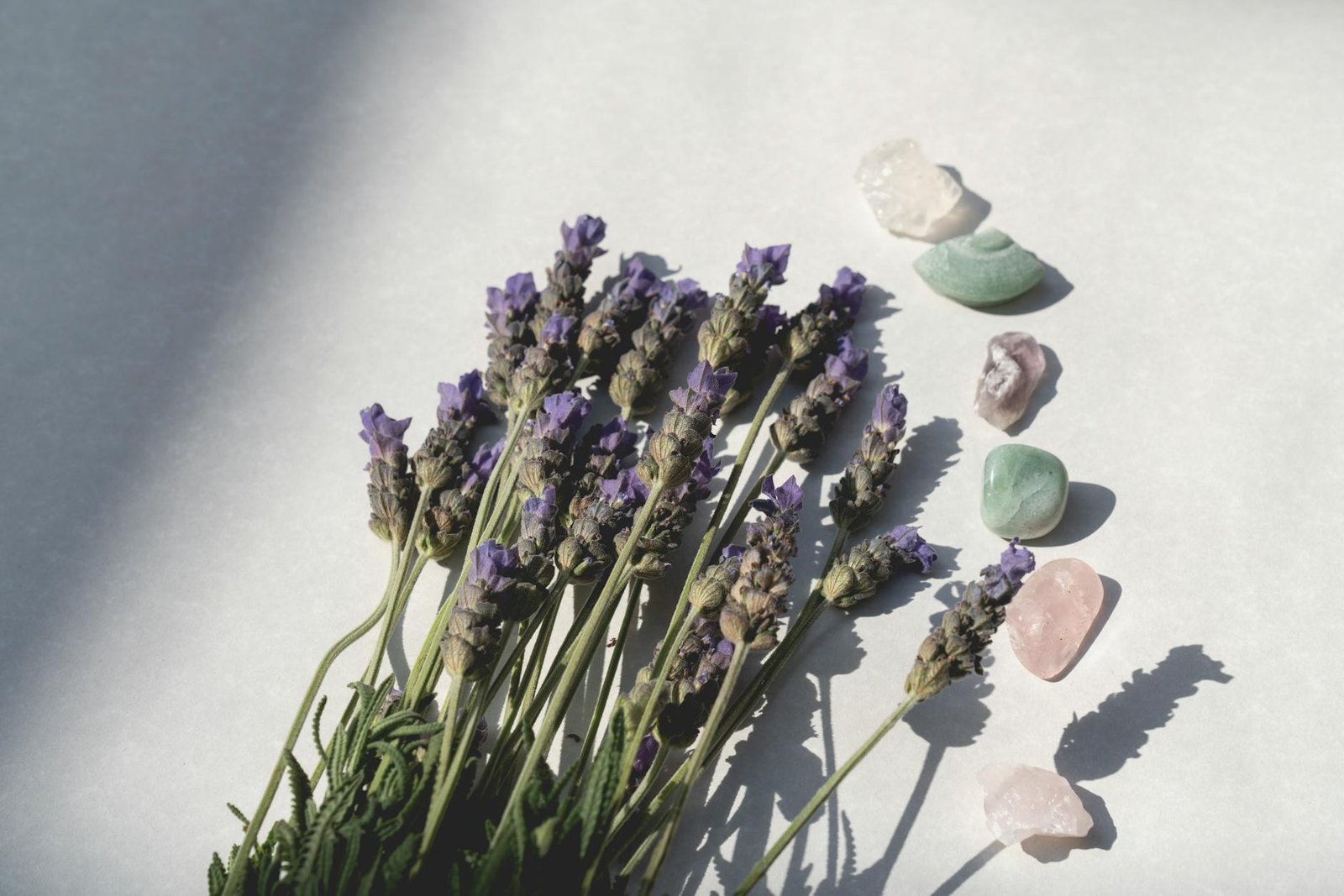Lavenders Timeless Power for Complete Human Wellness