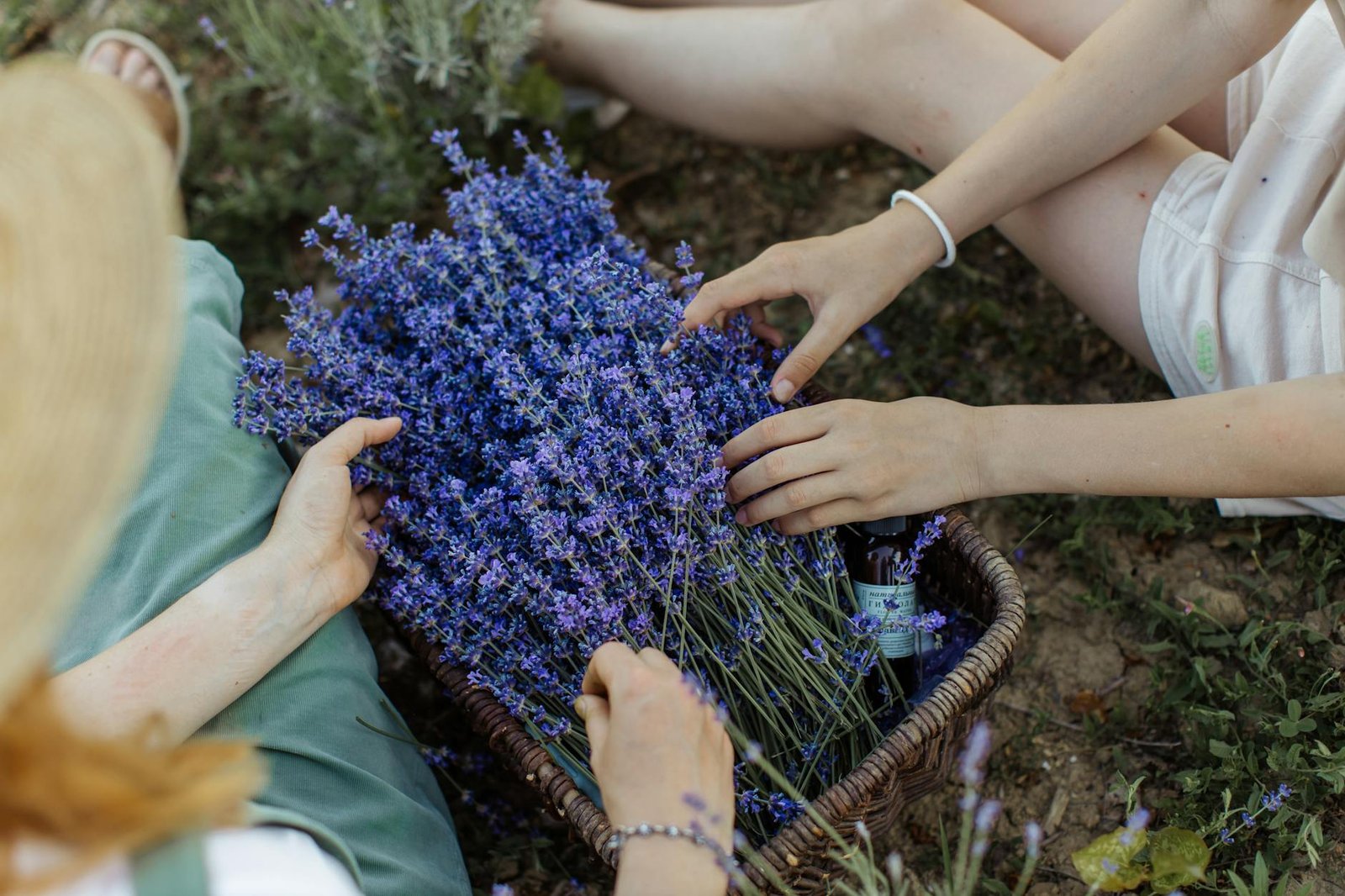 Lavenders Timeless Power for Complete Human Wellness